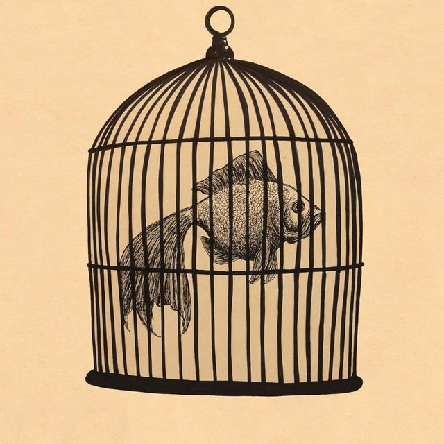 Fish+in+a+Birdcage